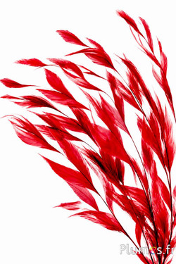 Hahn Ähre - 20-25 cm - rot